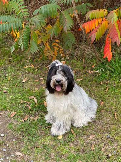 Hundetreffen-Tibi Gespanne in Stade und Umgebung zum gemeinsamen  Spielen und Gassi gehen gesucht! LG-Bild