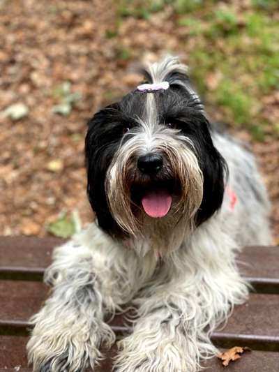 Tibet Terrier-Beitrag-Bild