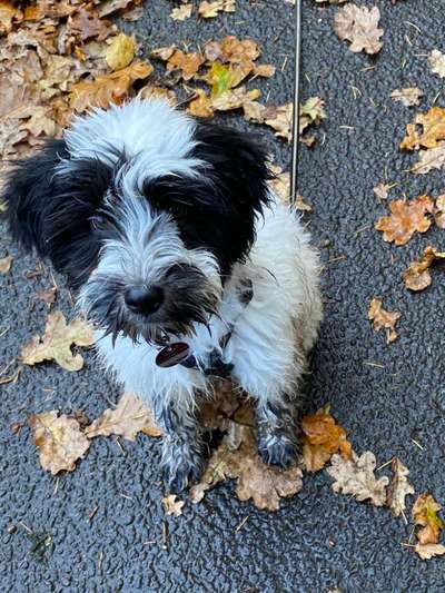 Fotochallenge Nr 55  -  Hund im November--Beitrag-Bild