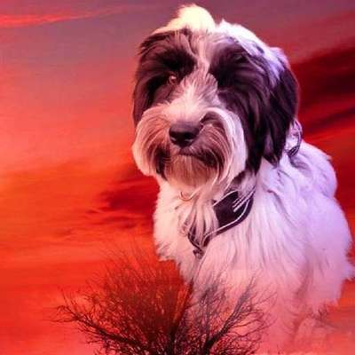 Tibet Terrier-Beitrag-Bild
