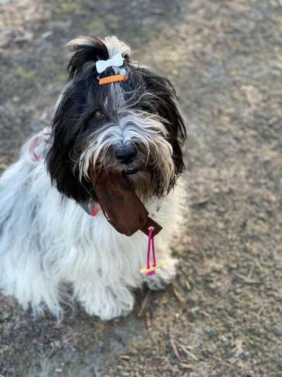 Tibet Terrier-Beitrag-Bild