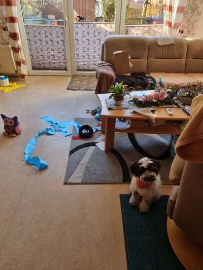 Zeig mir, dass du mit einem hund zusammenlebst....-Beitrag-Bild