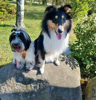 Dogorama Photo Challenge - Steine/Felsen-Beitrag-Bild