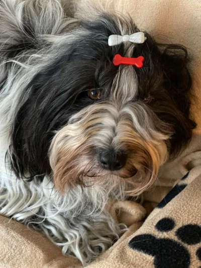 Lieblingsrasse und was man hat.-Beitrag-Bild