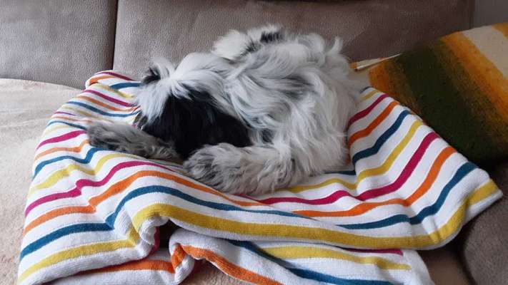 Tibet Terrier-Beitrag-Bild