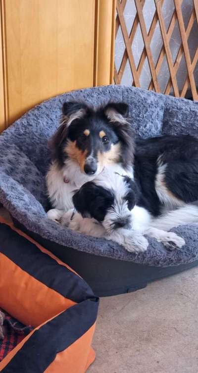 Die Dogorama Kalender Challenge Titelbild-Beitrag-Bild