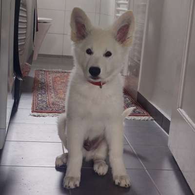Hundetreffen-Entspannte Hundetreffen mit Welpen-Bild
