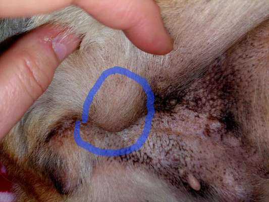 Knubbel entfernen ja oder nein?-Beitrag-Bild