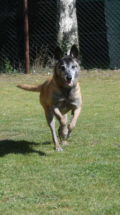 Hundetreffen-Spielgefährten,Freunde gesucht-Bild
