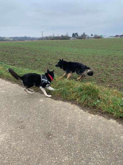 Bester Freund, Hundekumpel - zeigt her!-Beitrag-Bild