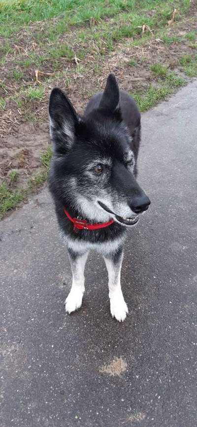 Wie "jung" haben sich eure Hunde gehalten ?-Beitrag-Bild