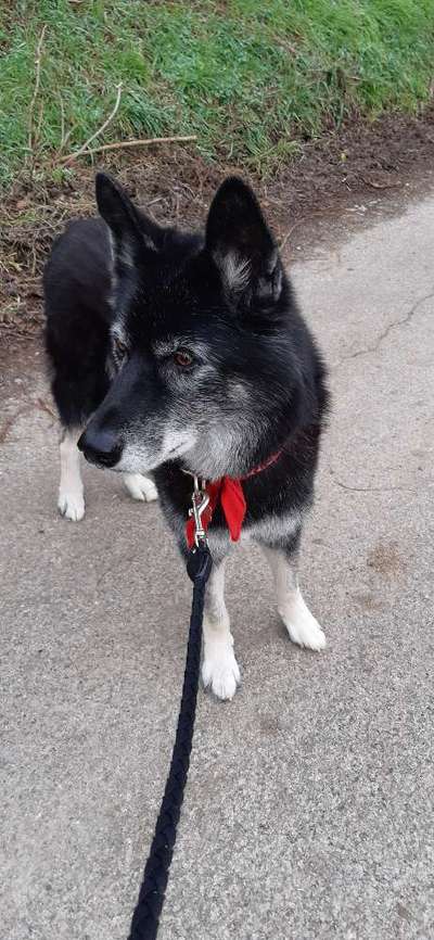 Tierschutzhund ist meine Lieblingsrasse-Beitrag-Bild