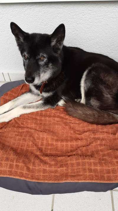 Wo habt ihr eure Hunde her ?-Beitrag-Bild