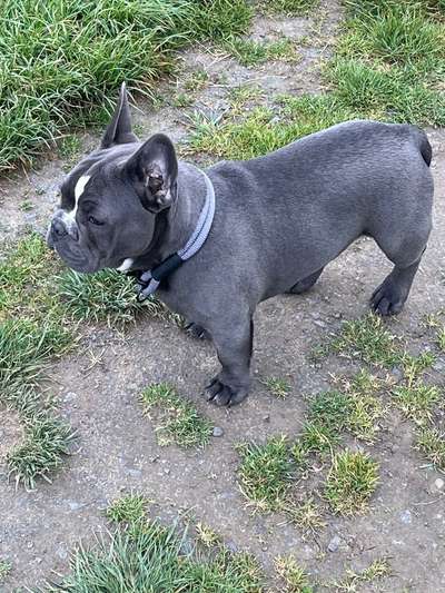 Französische Bulldoggen-Beitrag-Bild