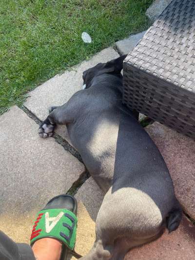 Französische Bulldoggen-Beitrag-Bild