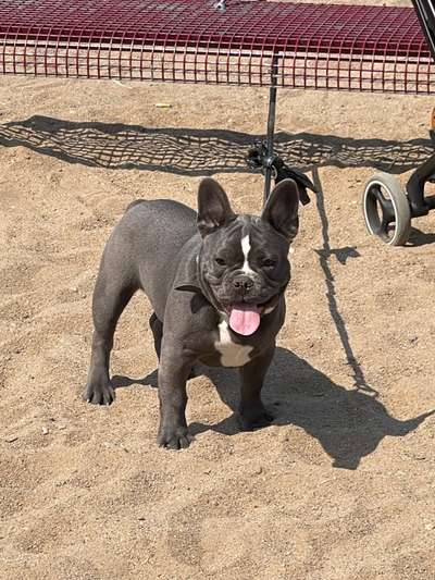 Französische Bulldoggen-Beitrag-Bild