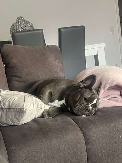 Französische Bulldoggen-Beitrag-Bild