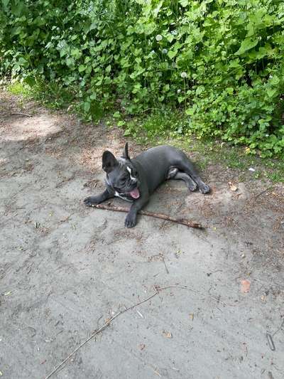 Französische Bulldoggen-Beitrag-Bild