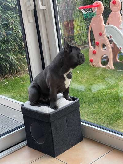 Französische Bulldoggen-Beitrag-Bild