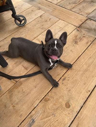 Französische Bulldoggen-Beitrag-Bild