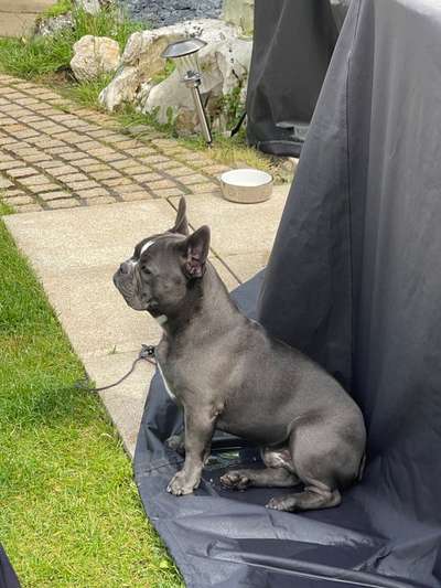 Französische Bulldoggen-Beitrag-Bild