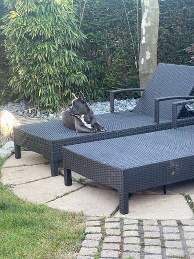 Französische Bulldoggen-Beitrag-Bild