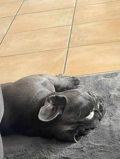 Französische Bulldoggen-Beitrag-Bild