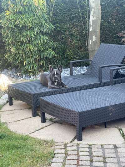 Französische Bulldoggen-Beitrag-Bild