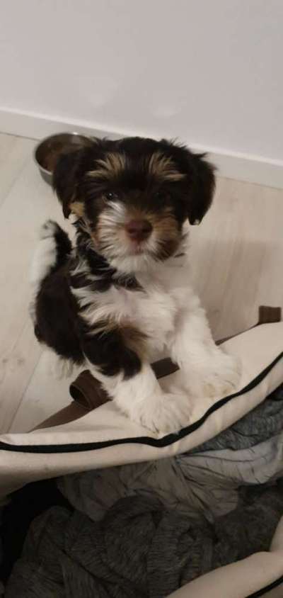 Welpen Bilder !-Beitrag-Bild