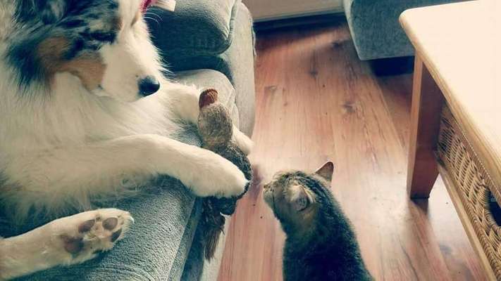 Dein Hund im Dogorama-Kalender 2021-Beitrag-Bild