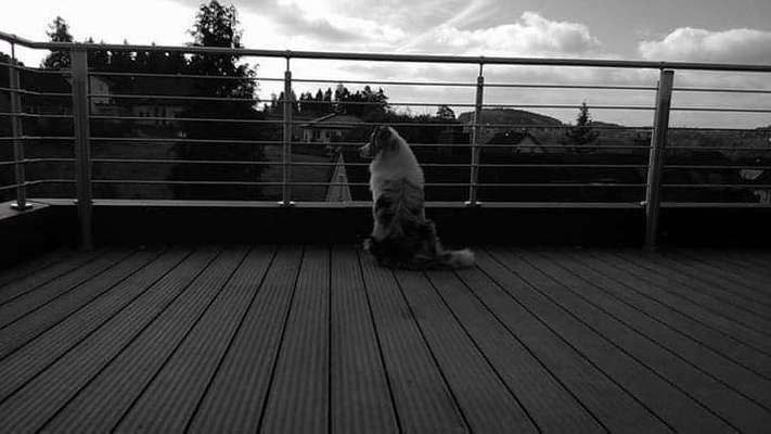 Dein Hund im Dogorama-Kalender 2021-Beitrag-Bild