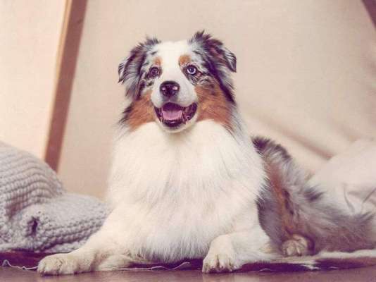 Dein Hund im Dogorama-Kalender 2021-Beitrag-Bild