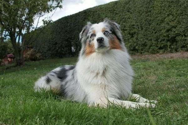 Dein Hund im Dogorama-Kalender 2021-Beitrag-Bild