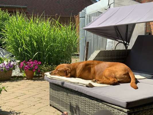 Hundetreffen-Spielpartner gesucht-Bild