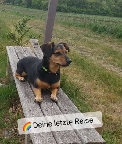 Regenbogenbrücke-Beitrag-Bild