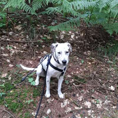 Hund aus dem Spanischen Tierschutz-Beitrag-Bild