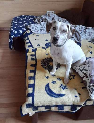 Tierschutzhund ist meine Lieblingsrasse-Beitrag-Bild