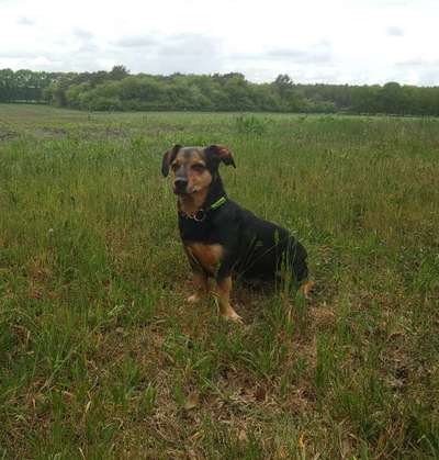 Welche Hunderasse-Beitrag-Bild