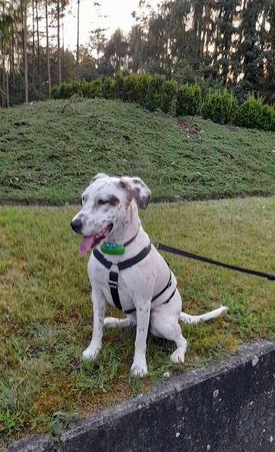 Hund aus dem Spanischen Tierschutz-Beitrag-Bild