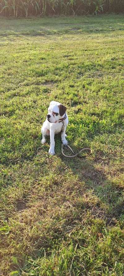 Hundetreffen-Spielen und Training-Bild