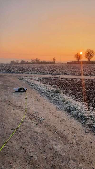 Französische Bulldoggen-Beitrag-Bild