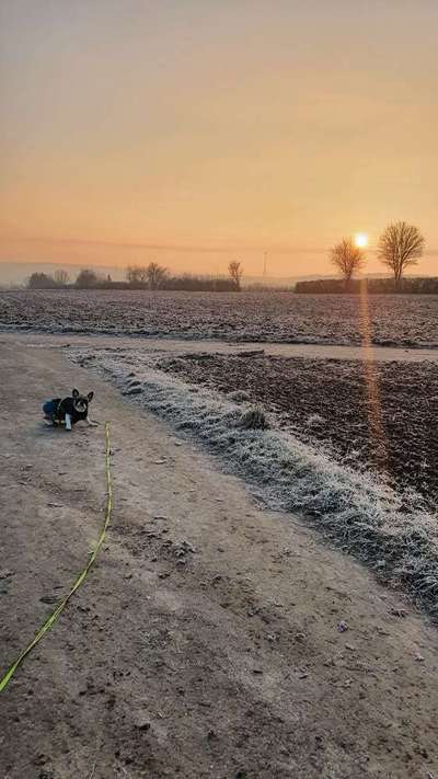 Französische Bulldoggen-Beitrag-Bild