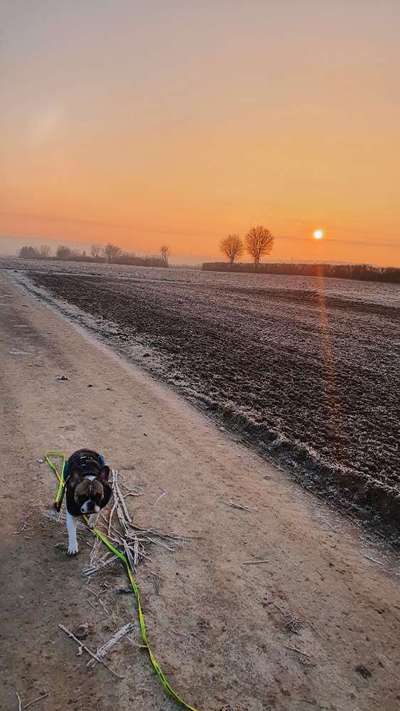Französische Bulldoggen-Beitrag-Bild