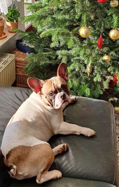 Französische Bulldoggen-Beitrag-Bild