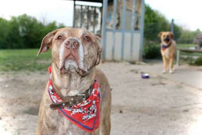 Hundeauslaufgebiet-Hagen Haspe-Bild