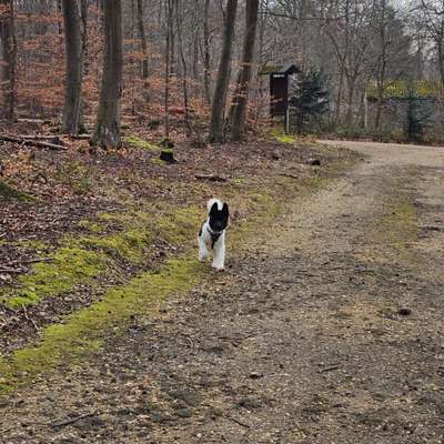 Hundetreffen-Spiel und Gassifreunde finden :)-Bild