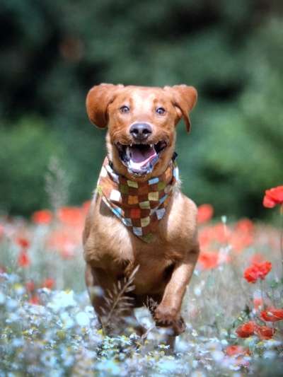 Dogorama Photo Challenge - Einmal lächeln bitte-Beitrag-Bild