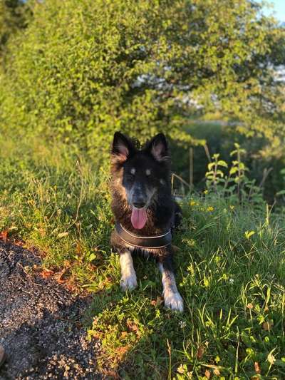 Hundetreffen-Gassirunde mit Spiel und Spaß-Bild