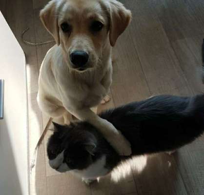 Bilder Hund und andere Tiere-Beitrag-Bild