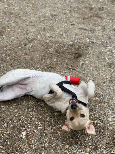 Die Dogorama Wochen Challenge-Beitrag-Bild